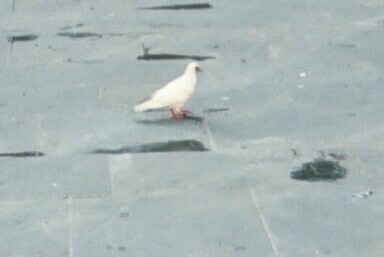 whitepigeon.jpg